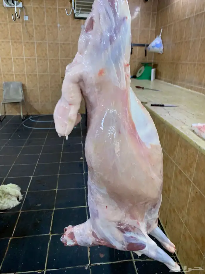 طليان حري ذبايح غنم طيبه وتبيض الوجه 1