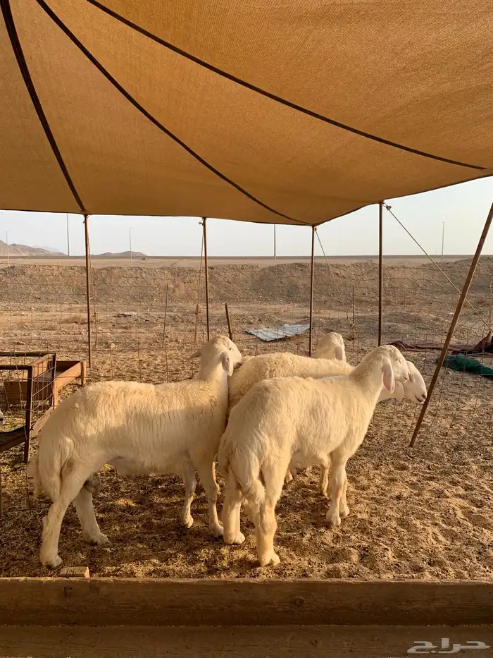 طليان حري ذبايح غنم طيبه وتبيض الوجه 2