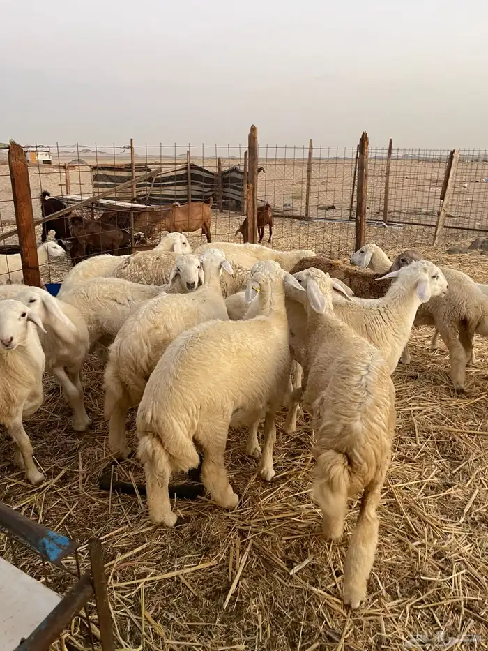 تيوس محايلي وطليان حري 2