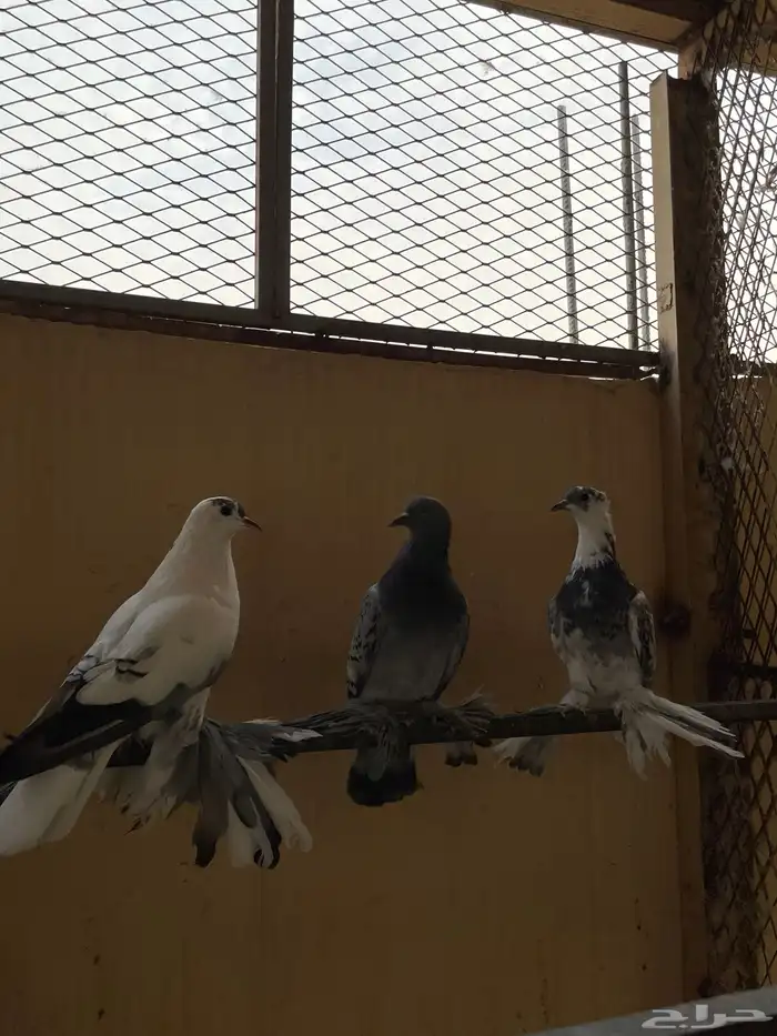 البيع للجميع وبسعر خاص جدا 12