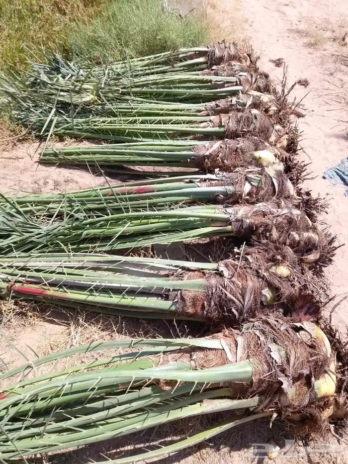 تصدير النخيل الى مصر وقطر وجميع دول الخليج 0