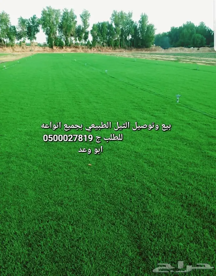 ثيل طبيعي للبيع والتوصيل 1
