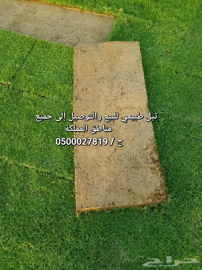 ثيل طبيعي للبيع والتوصيل 2