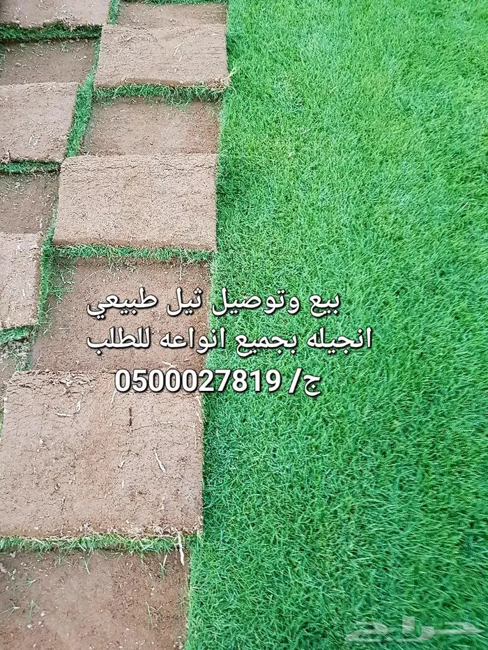 ثيل طبيعي للبيع والتوصيل 6