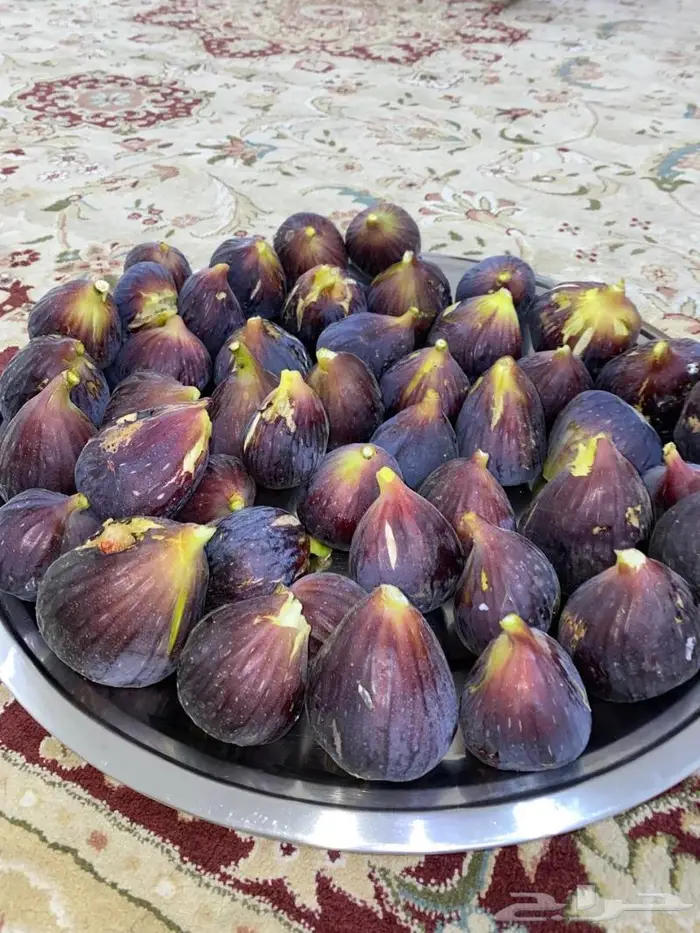 شتلات تين العبيد 1