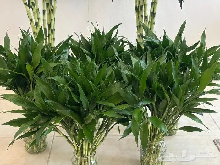 توزيعات العيد الوطني 0