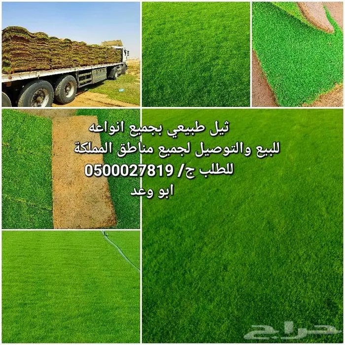 ثيل طبيعي للبيع والتوصيل 0