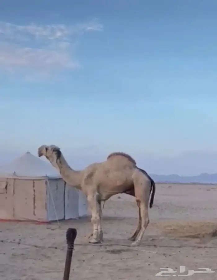 بعير اوضح منتج للبيع 0