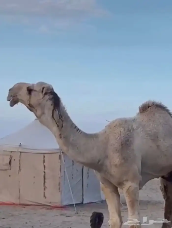 بعير اوضح منتج للبيع 1
