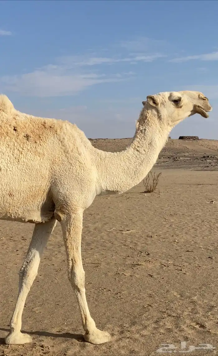 بعير اوضح منتج للبيع 2
