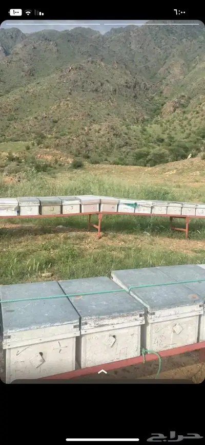 عسل طبيعي 100   100 1