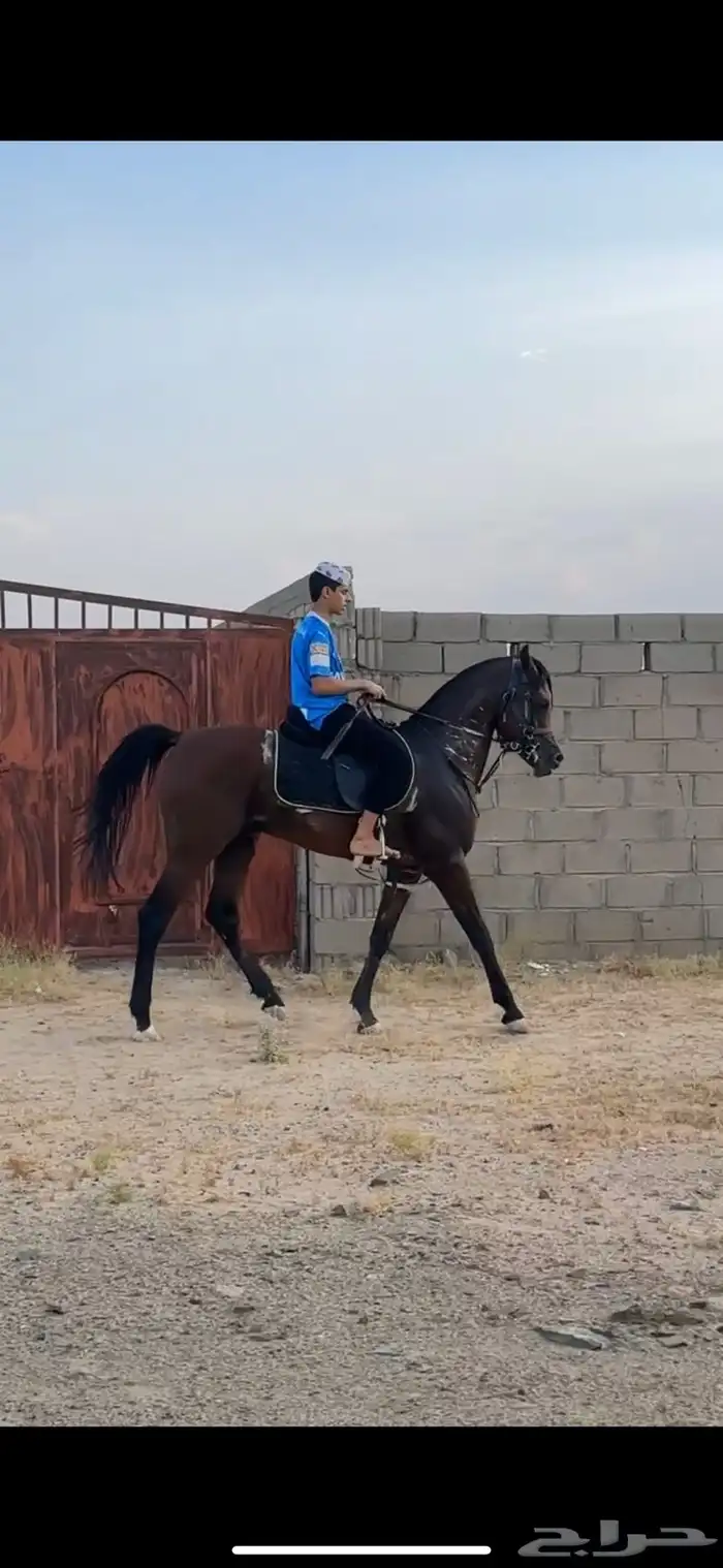 حصان عربي اصيل ابوه فرهود المسحال محقق كسبات جمال 2
