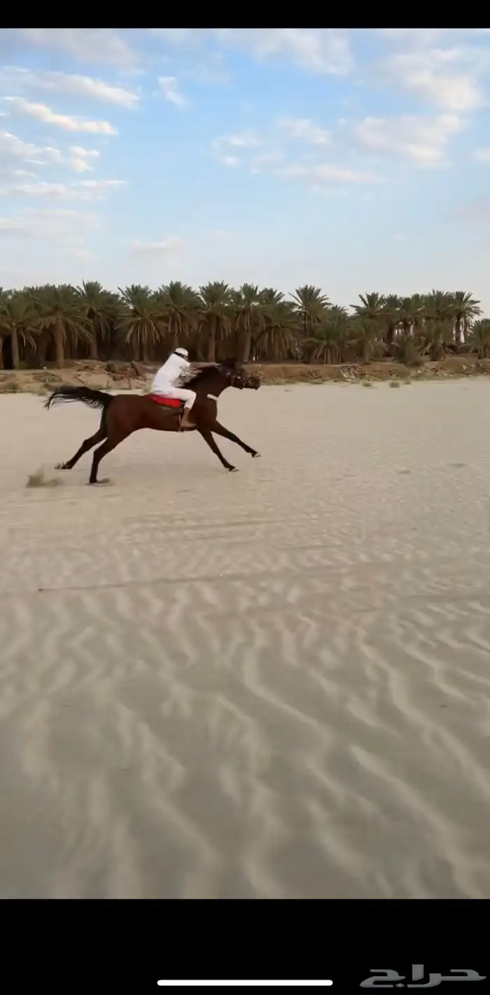 حصان عربي اصيل ابوه فرهود المسحال محقق كسبات جمال 3