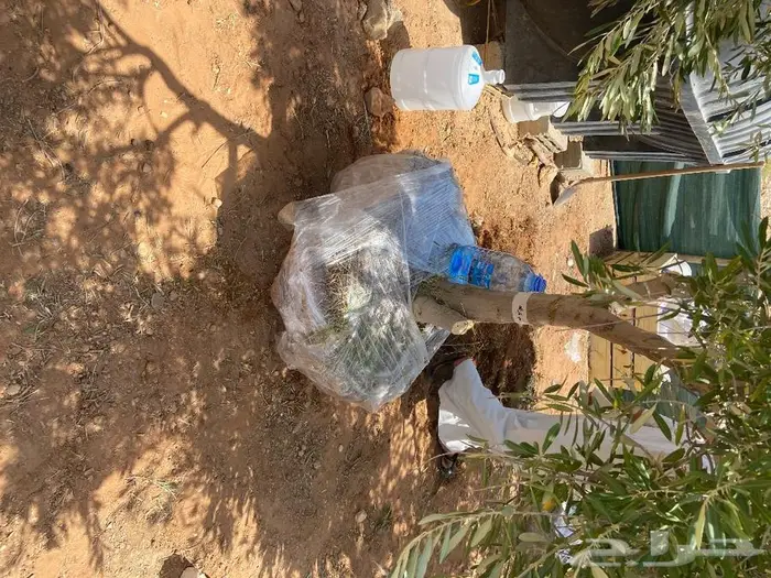 زراعة حدائق وأشجار ونجيلة طبيعي وصناعي ونخيل زينة 22