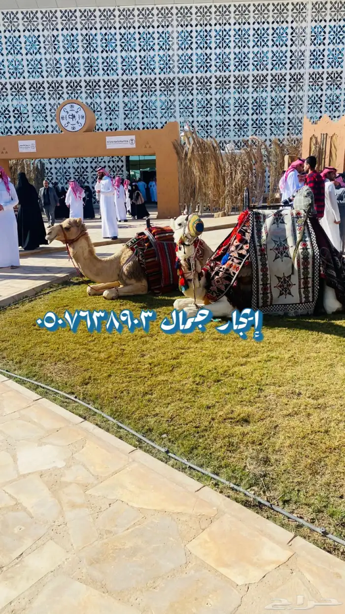 أستأجر خيول وجمال 2