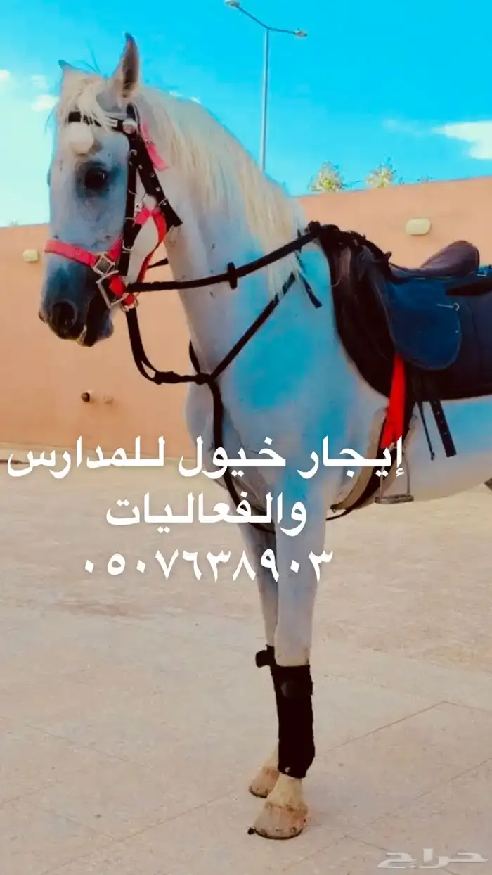 أستأجر خيول وجمال 0