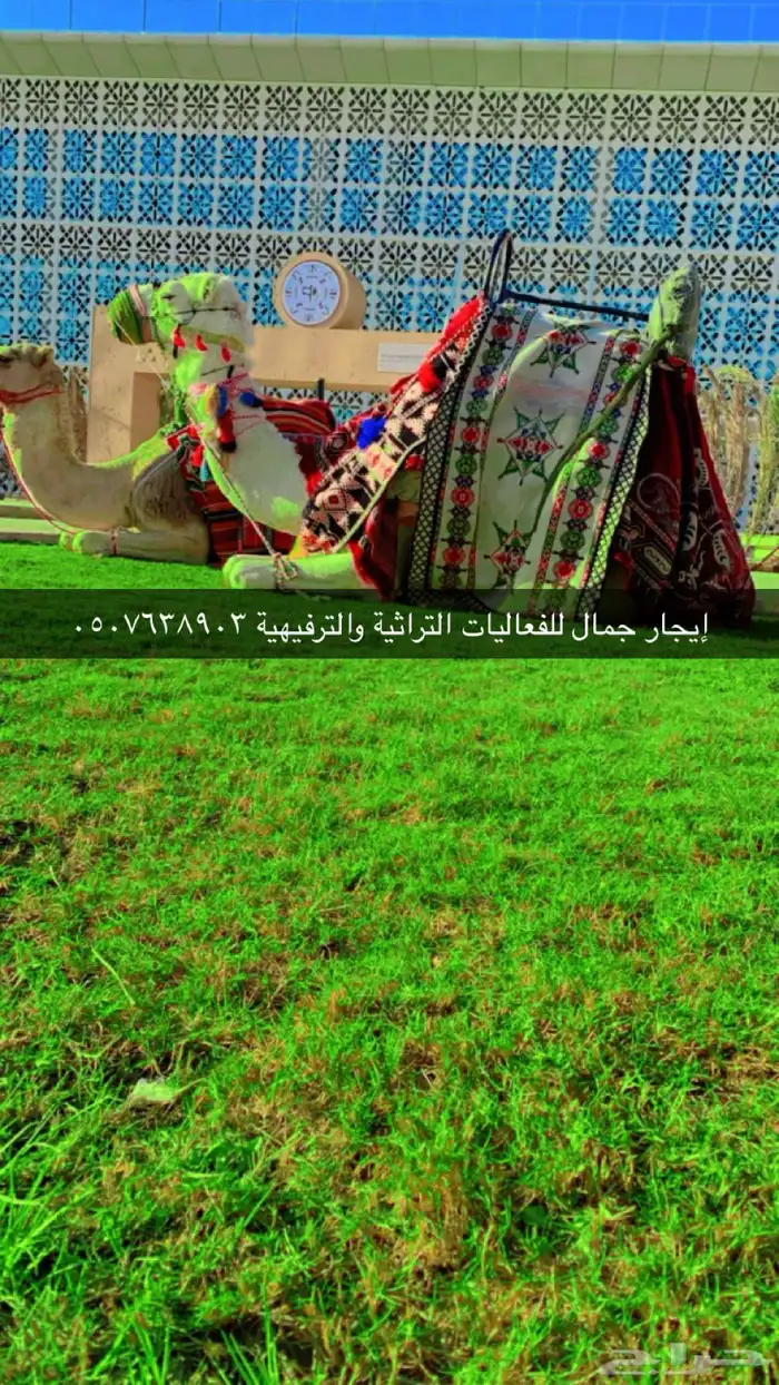 أستأجر خيول وجمال 3