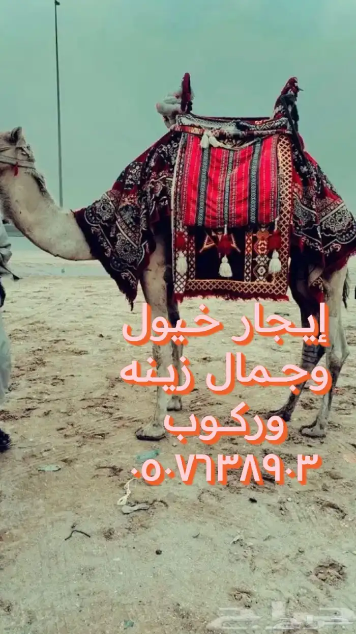 أستأجر خيول وجمال 1
