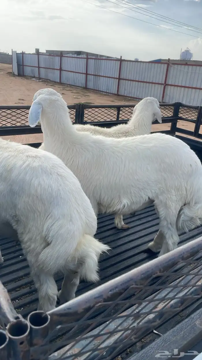 طليان حري مناسبات وتمائم 8