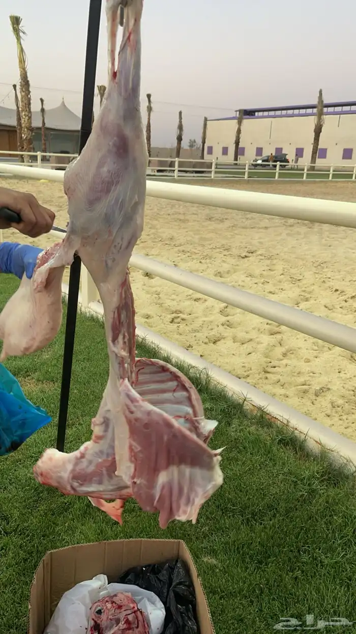 معلم مشويات خارجيه مشاوي 8