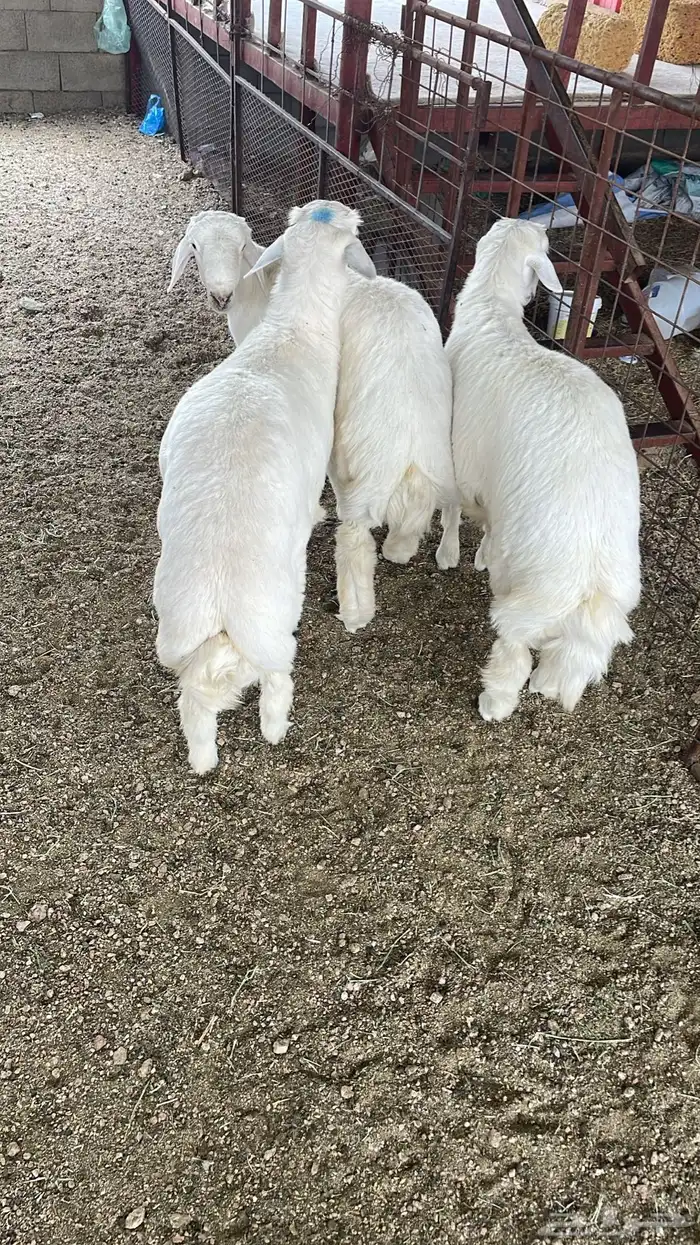 طليان حري مناسبات وتمائم 11