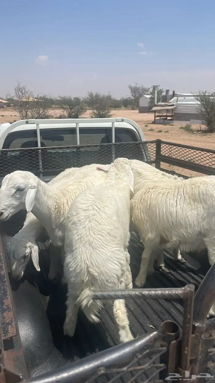 طليان حري مناسبات وتمائم 5