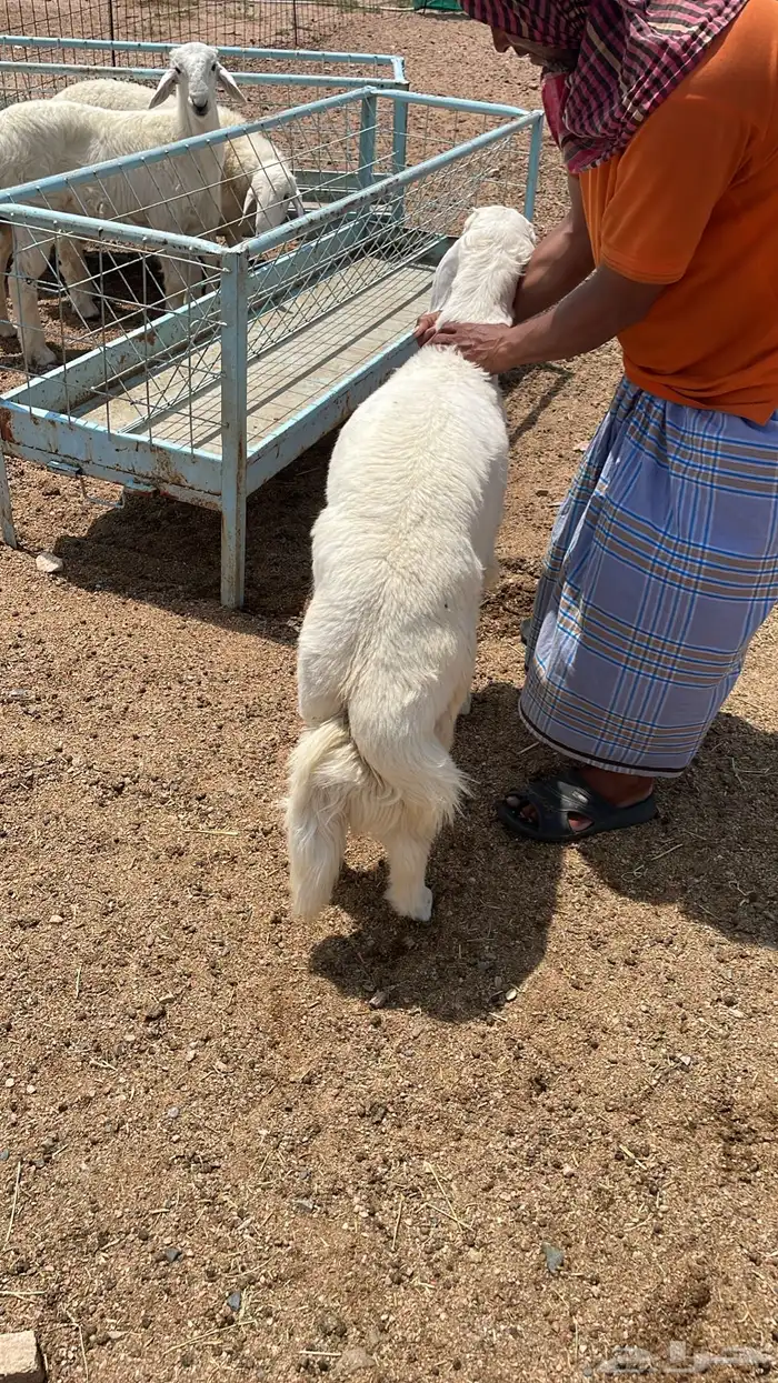 طليان حري مناسبات وتمائم 10