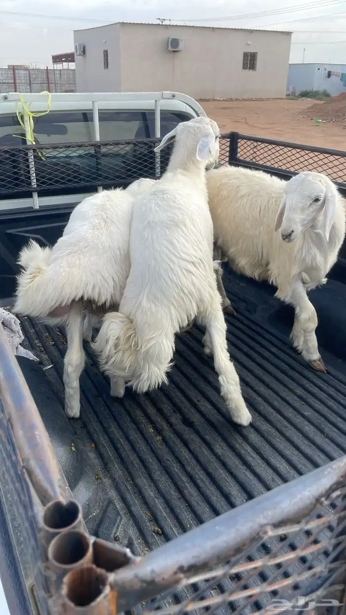 طليان حري مناسبات وتمائم 9