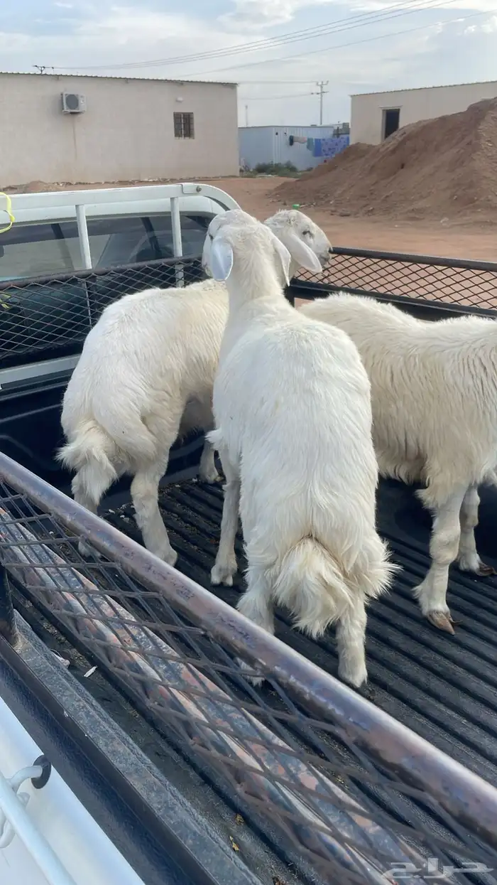 طليان حري مناسبات وتمائم 7