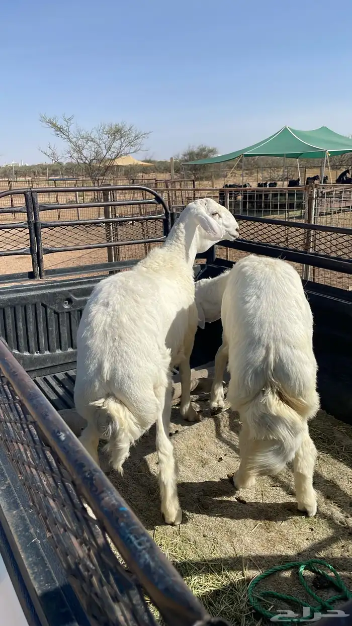 طليان حري مناسبات وتمائم 12