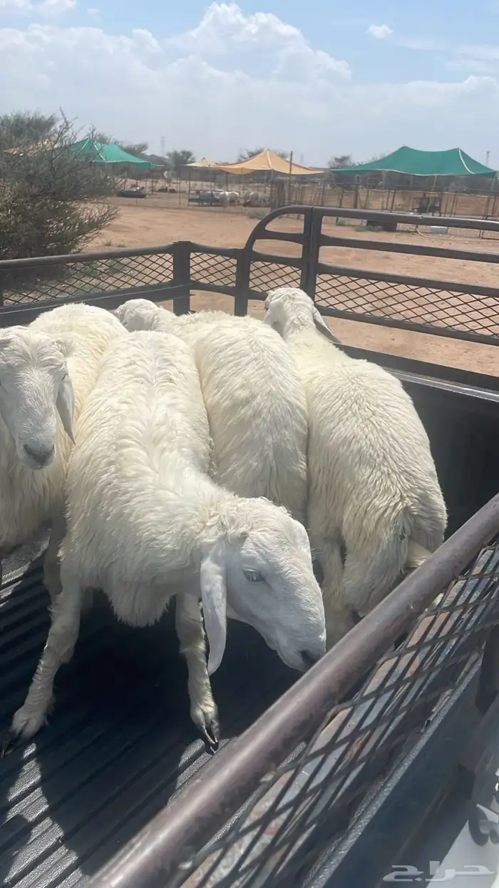 طليان حري مناسبات وتمائم 6