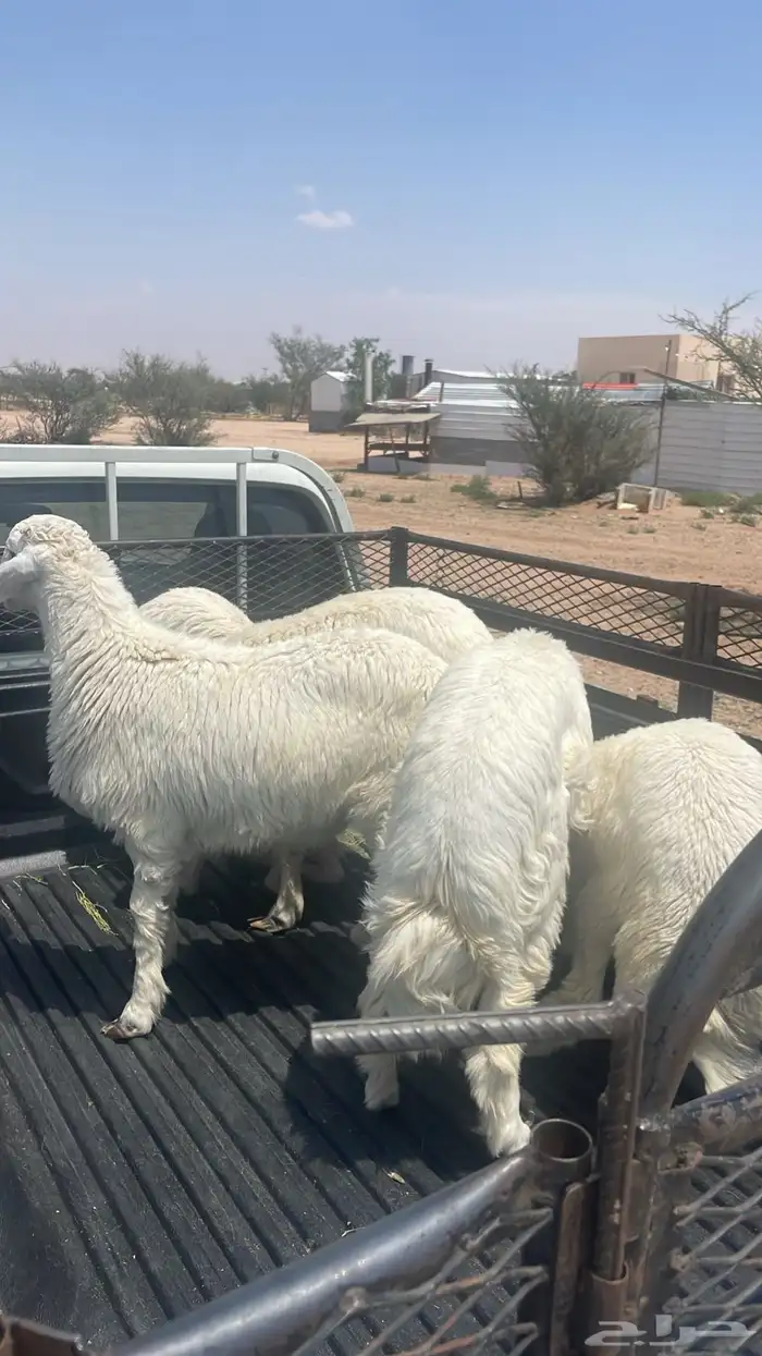 طليان حري مناسبات وتمائم 4