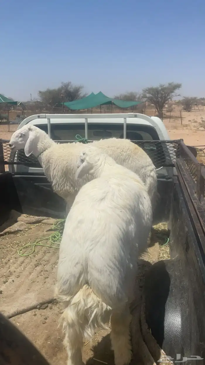 طليان حري مناسبات وتمائم 15