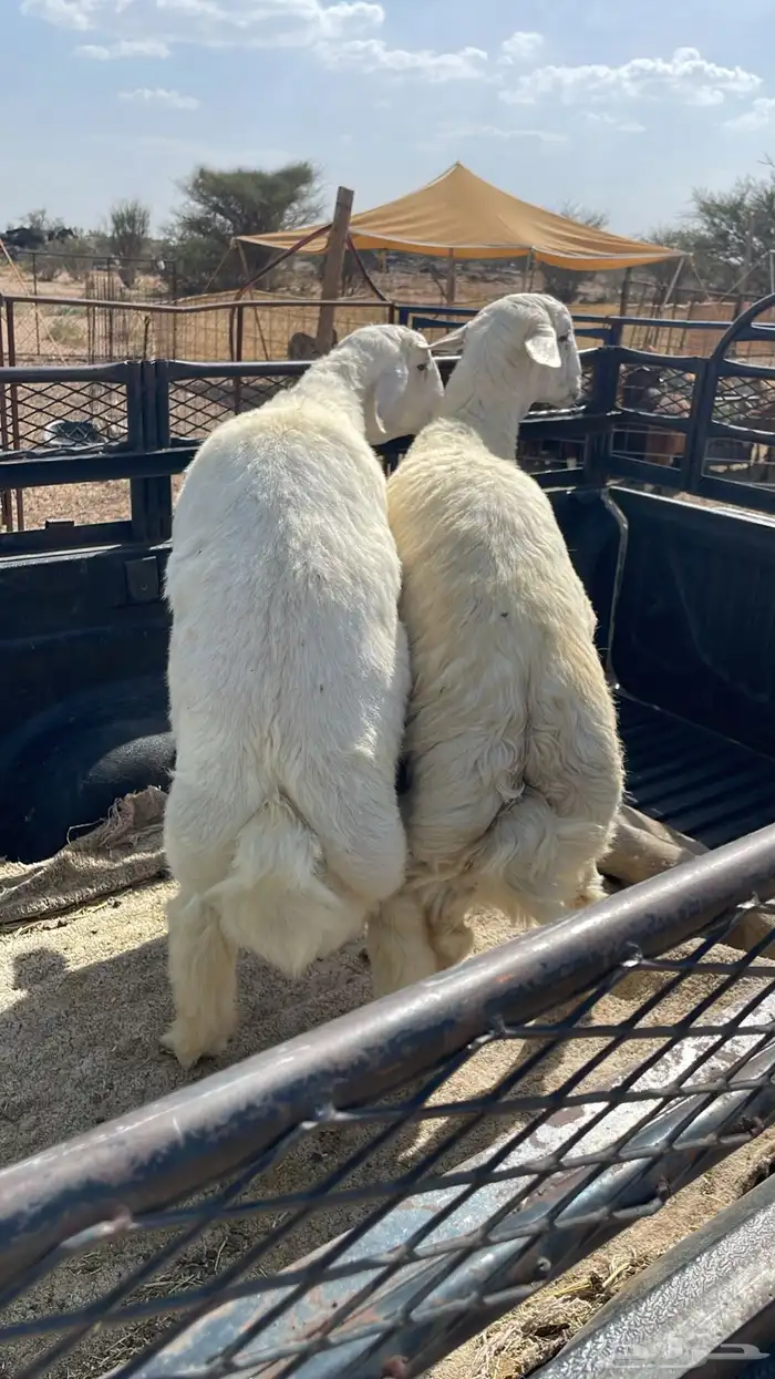 طليان حري مناسبات وتمائم 13