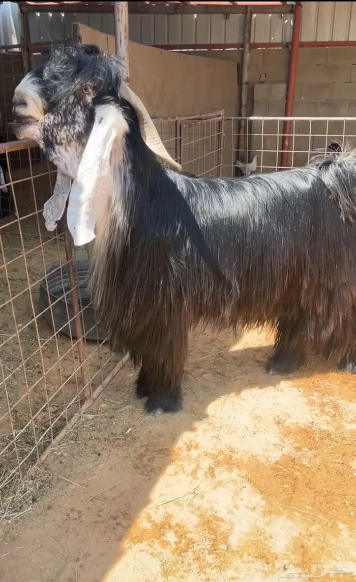 تيس عارضي فحل صنف تم البيع 0