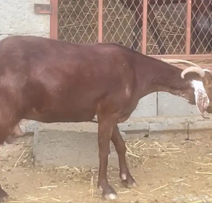 عنز دهما مطورة جرم ( تم البيع ) 2