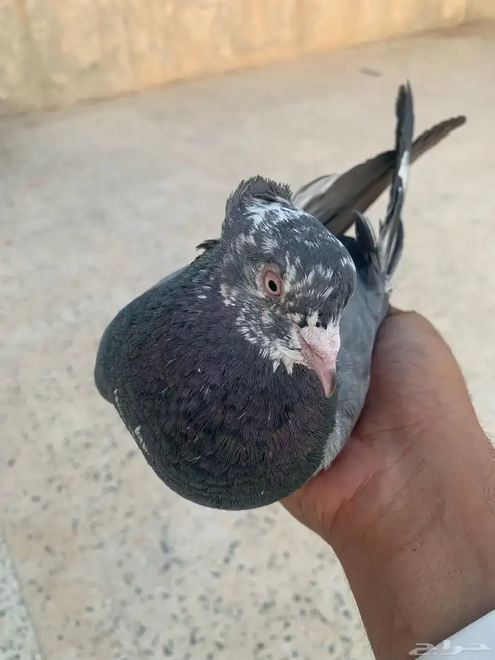 حمام قطيفي للبيع 0