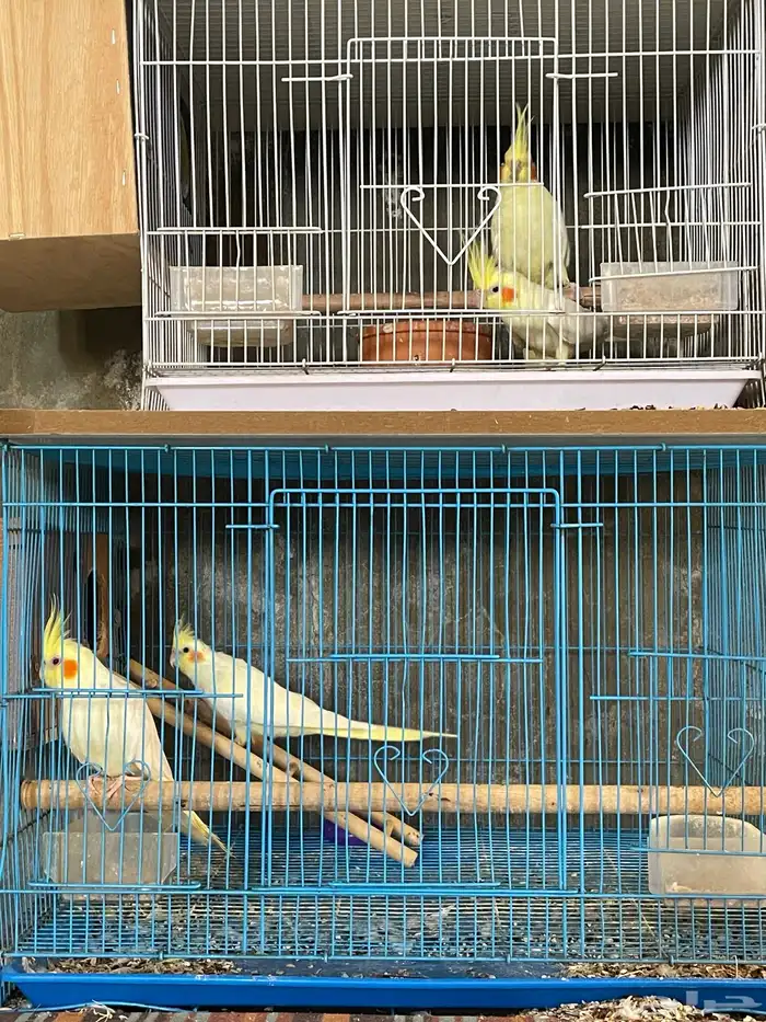 طيور كروان منتجه 3