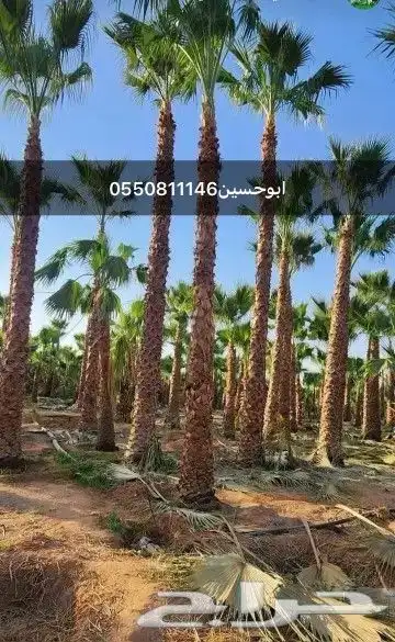 نخل وشنطني زينه امريكي 0