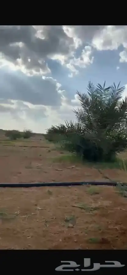 فسايل نخل للبيع ( صني ) 3