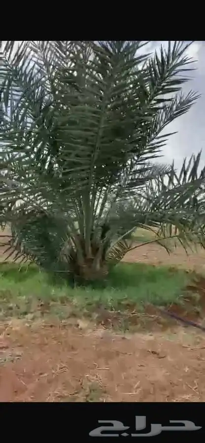 فسايل نخل للبيع ( صني ) 2