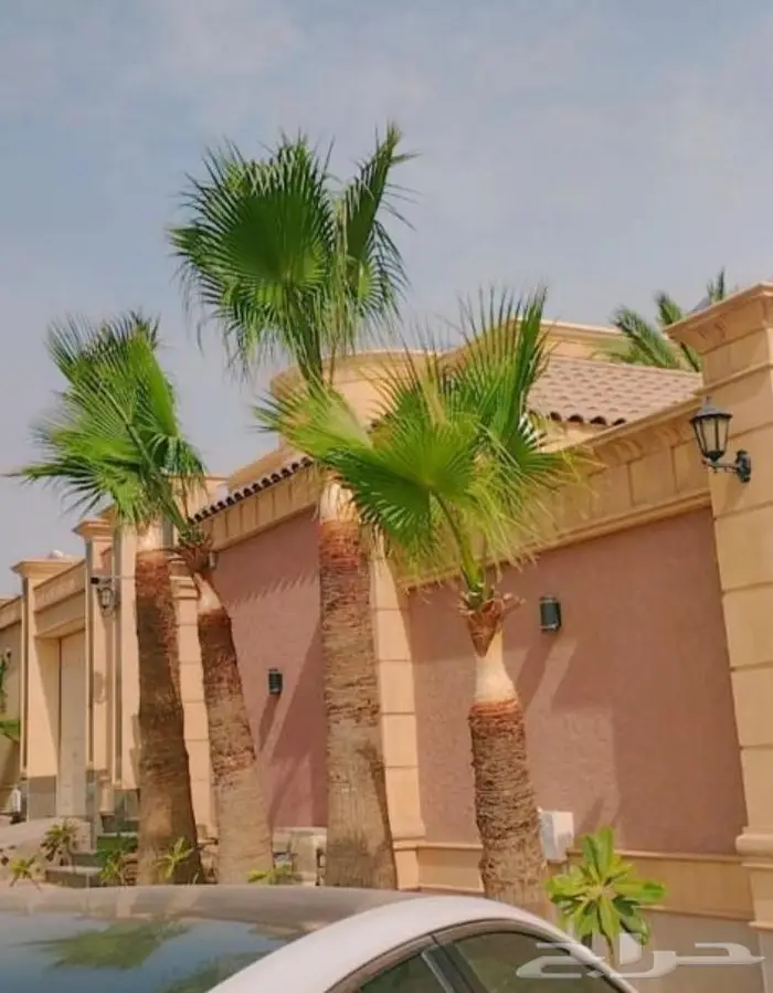 تكريب نخيل بالرياض 6