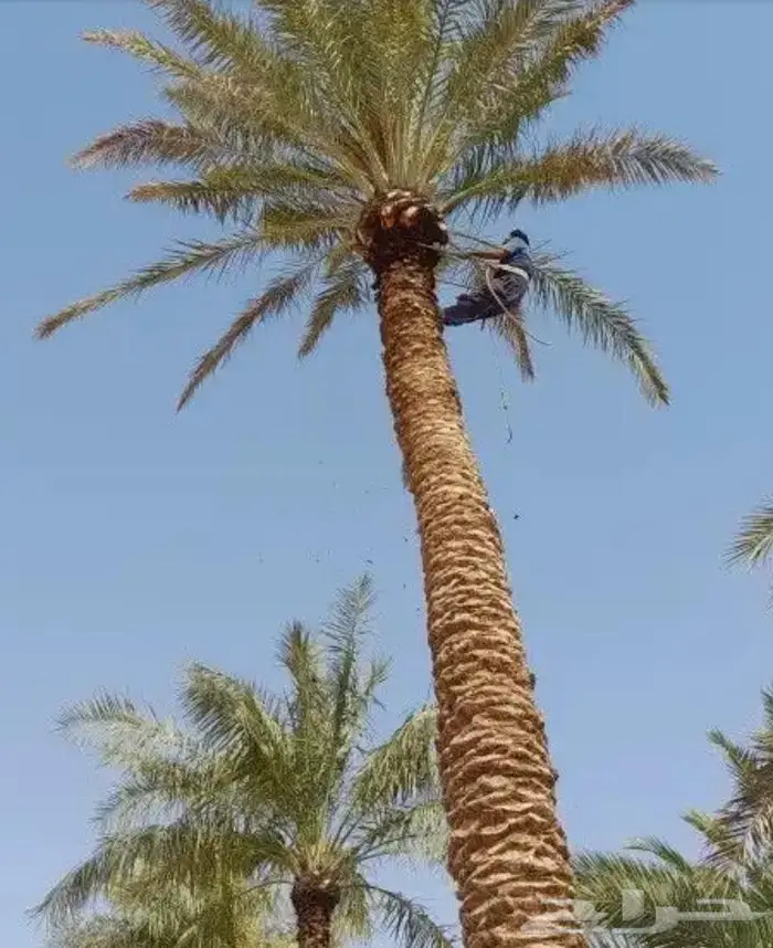 تكريب نخيل بالرياض 8