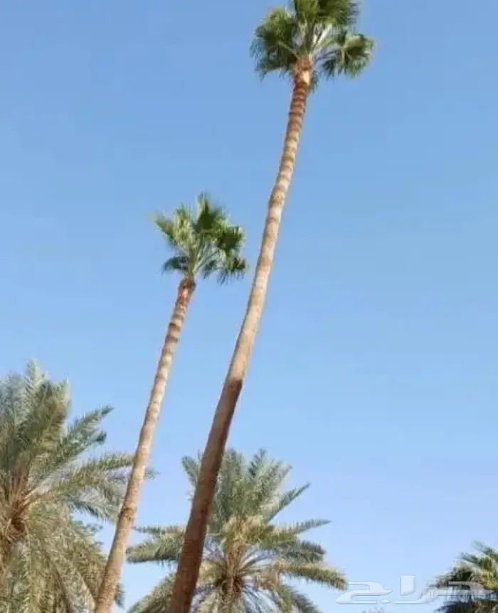 تكريب نخيل بالرياض 4