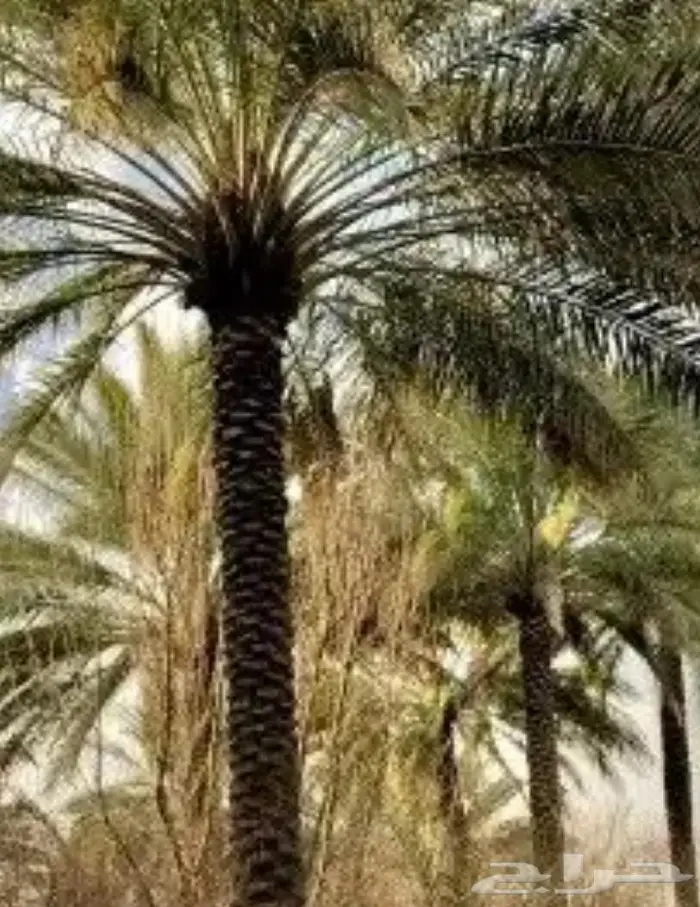 تكريب نخيل بالرياض 5