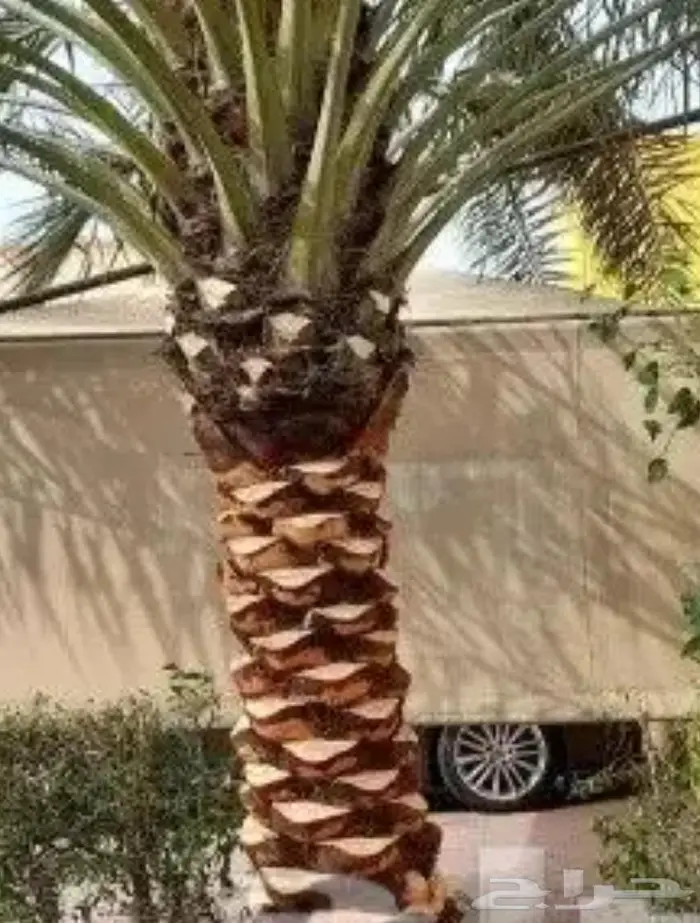 تكريب نخيل بالرياض 7