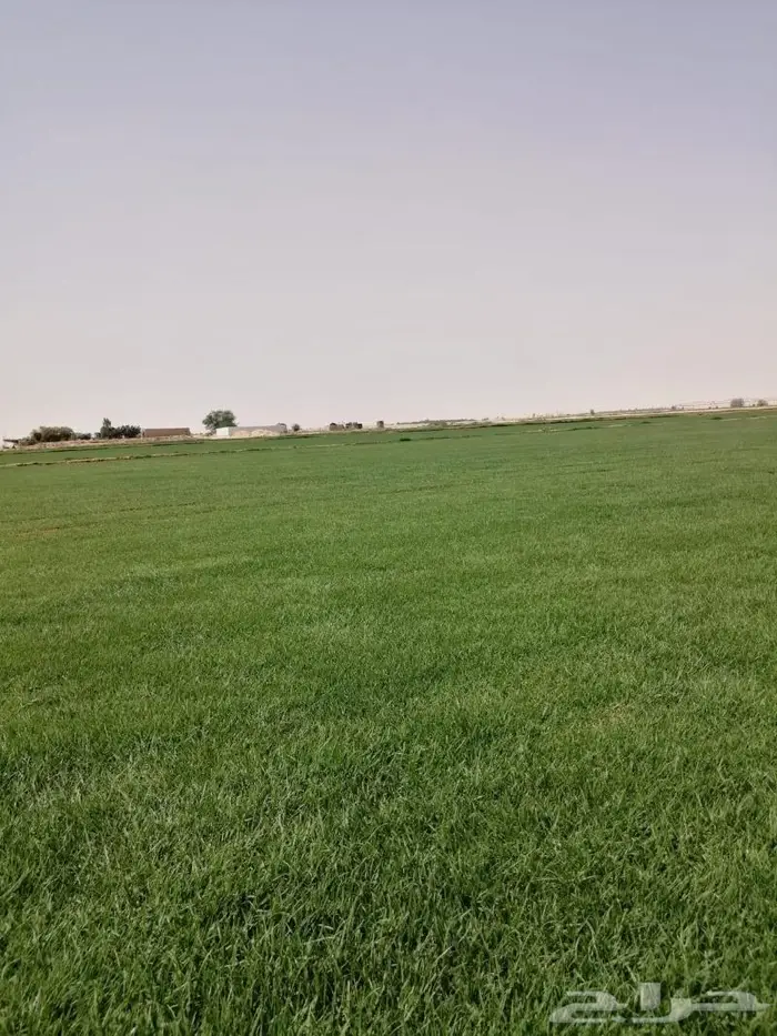 ثيل سي الفين درجه اولى 3