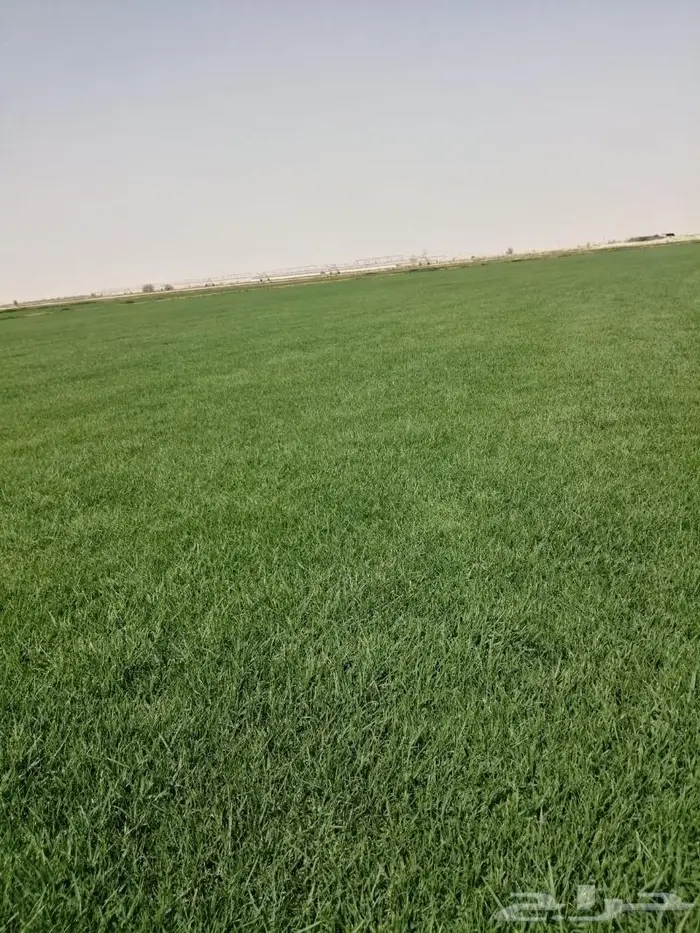 ثيل سي الفين درجه اولى 7