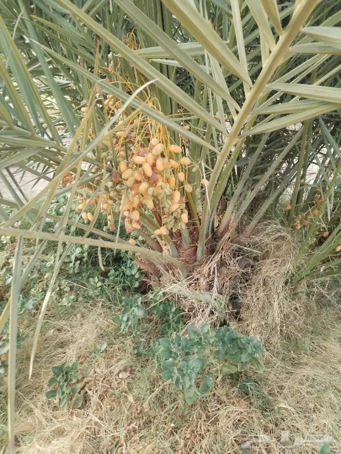 نخيل مثمر للبيع صقعي سكري اخلاص هلالي مجدوله مصيفه 1