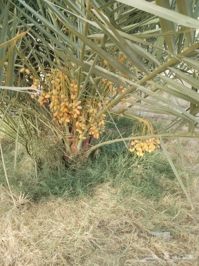 نخيل مثمر للبيع صقعي سكري اخلاص هلالي مجدوله مصيفه 2